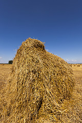 Image showing agriculture . cereals. summer