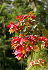 Image showing Wild winter rose with blossoms in indonesia