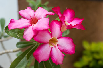 Image showing beautiful red Adenium flowers