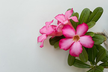 Image showing beautiful red Adenium flowers