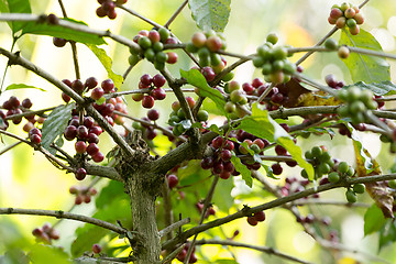 Image showing raw coffe plant in agricultural farm