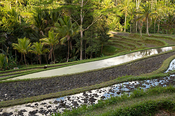 Image showing Rice terraced paddy fields