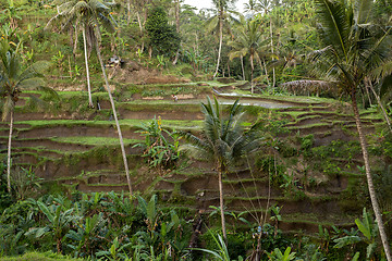 Image showing Rice terraced paddy fields