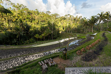 Image showing Rice terraced paddy fields