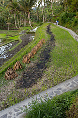 Image showing Rice terraced paddy fields