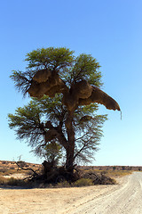 Image showing African masked weaver big nest on tree