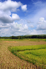 Image showing Asian Rice Field