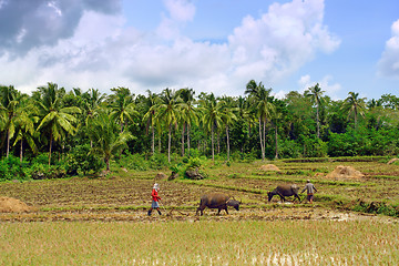 Image showing Asian primitive farming