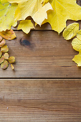 Image showing close up of many different fallen autumn leaves