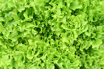 Image showing Lettuce background