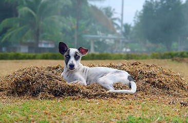 Image showing Stray dog in tropical village