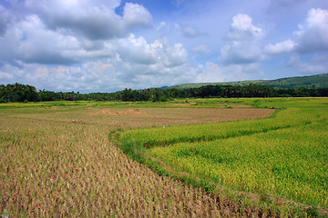 Image showing Asian Rice Field