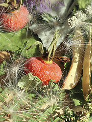 Image showing Dried rosehip berries