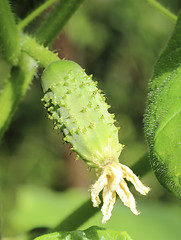 Image showing Cucumber