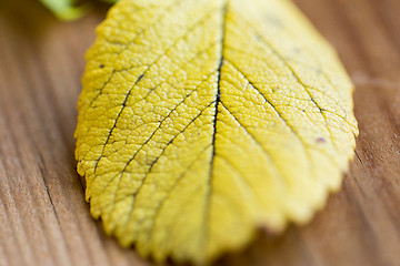 Image showing close up of yellow autumn leaf on wooden table