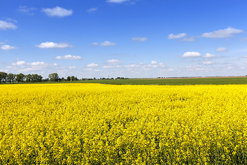 Image showing Agricultural field . summer