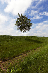 Image showing tree on a hill  