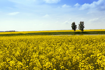 Image showing Rape field  .  trees in the background