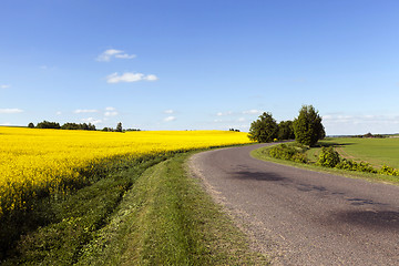 Image showing rural road .  canola