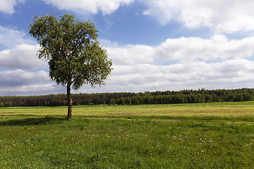 Image showing tree on a hill 