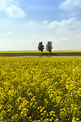 Image showing Rape field .  trees  