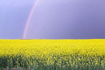 Image showing blooming rape . spring