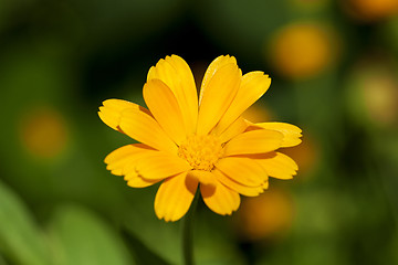 Image showing Calendula flower  close up 