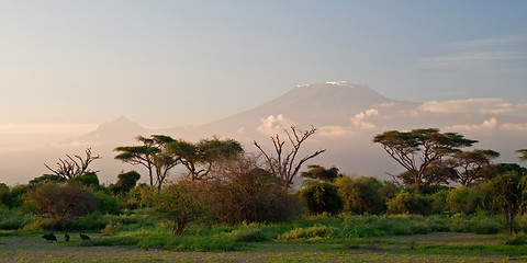 Image showing Kilimanjaro at Sunrise