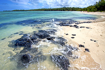 Image showing beach ile du cerfs seaweed in indian 