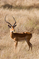 Image showing Impala