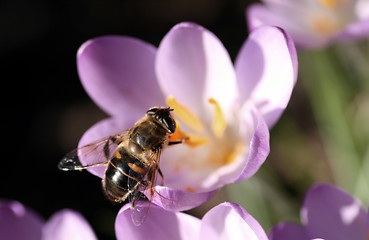 Image showing Bee pollinates Crocus