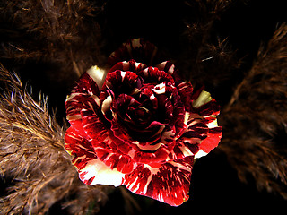 Image showing Rose in night