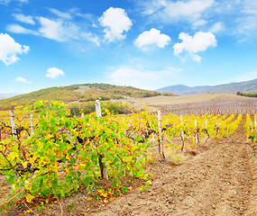 Image showing Vineyard in Crimea, mountain in Crimea