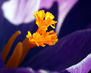 Image showing Crocus