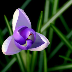 Image showing Crocus