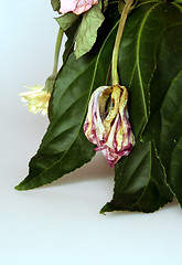 Image showing withered bouquet