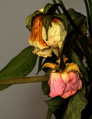 Image showing withered bouquet