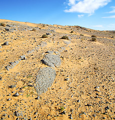 Image showing  bush old fossil in  the desert of morocco sahara and rock  ston