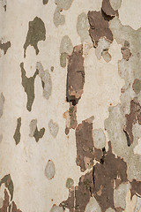 Image showing Closeup cracked skin of trunk 