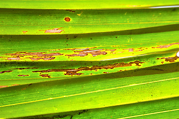 Image showing   leaf  abstract  thailand in the light   and his  