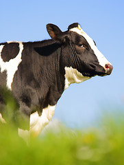 Image showing Single Holstein cow