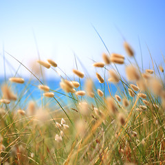 Image showing Bunny Tails Grass Lagurus Ovatus