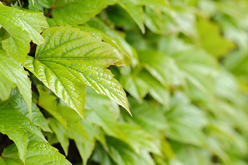 Image showing Green leaves of ivy