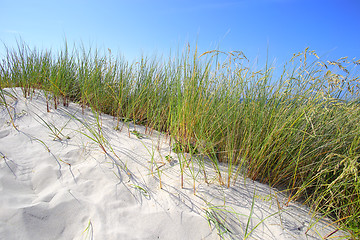 Image showing Sand dunes with grass and blue sky