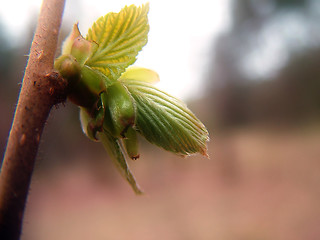 Image showing Leaf