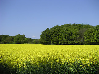 Image showing rapefield