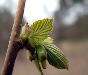 Image showing Nuts leaf