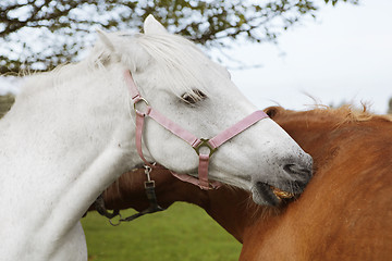 Image showing Horse Friendship