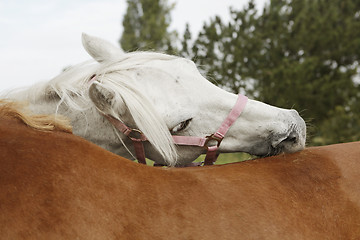 Image showing Horses preen