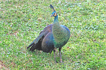 Image showing Peacock